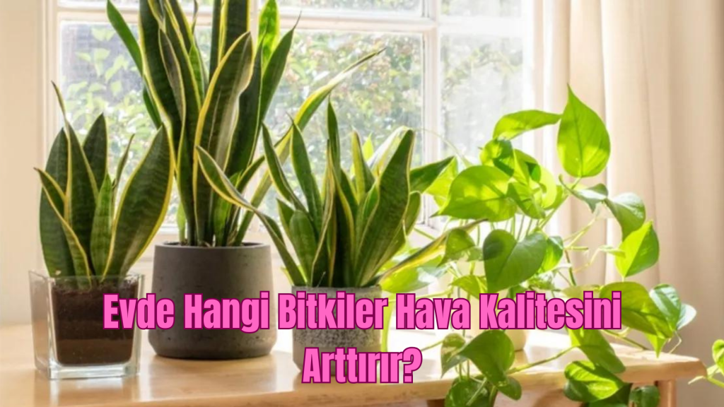 Evde Hangi Bitkiler Hava Kalitesini Arttırır?