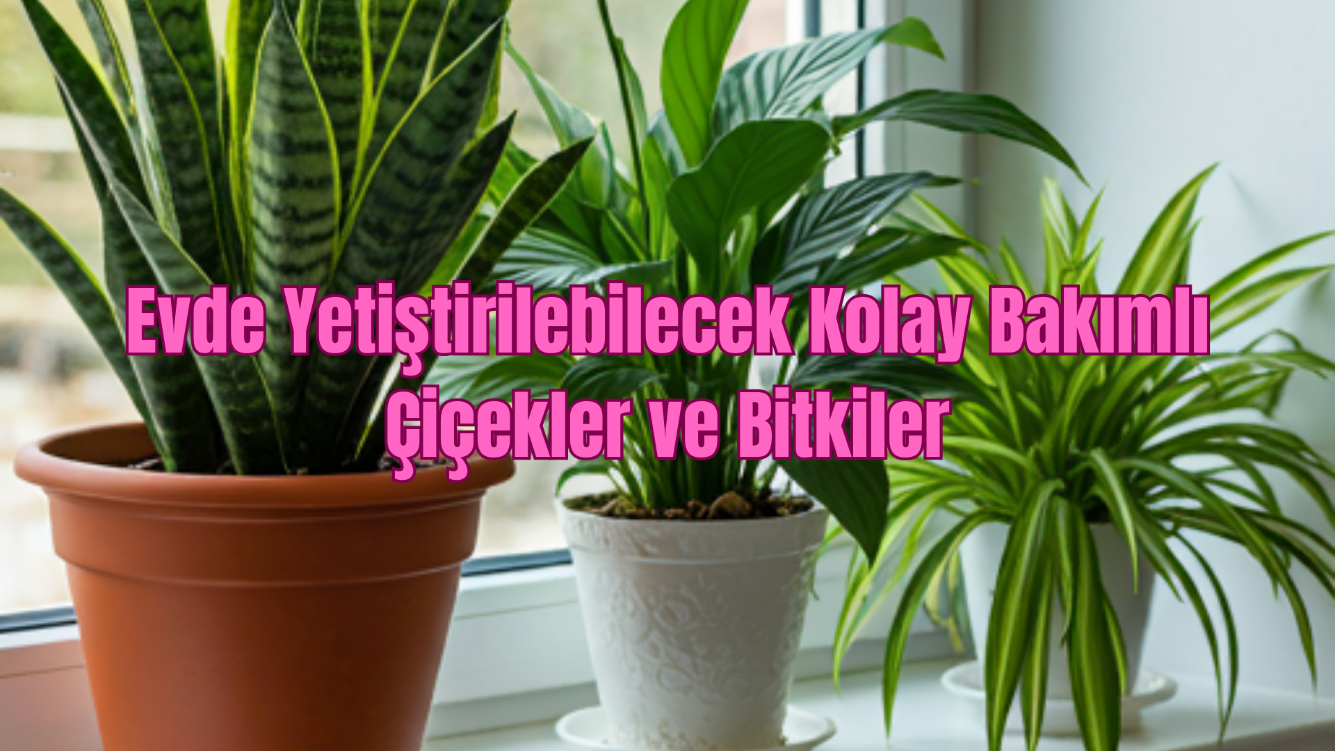 Evde Yetiştirilebilecek Kolay Bakımlı Çiçekler ve Bitkiler