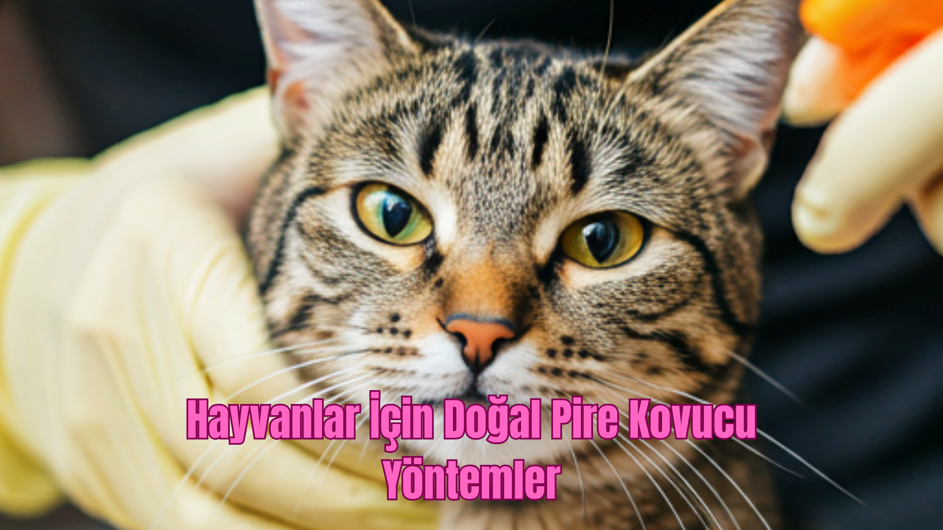 Hayvanlar İçin Doğal Pire Kovucu Yöntemler